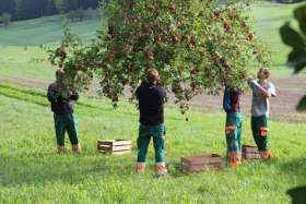 MBF beim Hochstamm-Äpfel ernten und der verarbeitete Hochstamm-Süssmost. Foto: © Jurapark Aargau